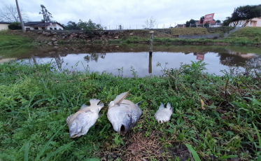 Calor fora de época pode causar mortandade de peixes