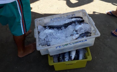 Pesca de Tainhota supera expectativas