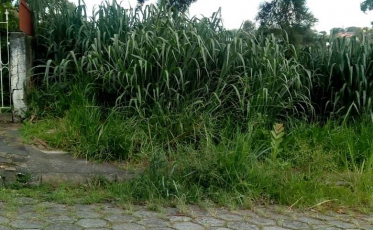 Moradores reclamam de vegetação alta em terrenos baldios e calçadas
