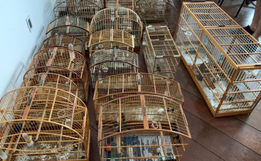 37 pássaros são apreendidos em residência em Orleans