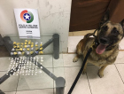 Cadela Flecha encontra 101 pedras de crack e 34 porções de maconha no Tereza Cristina