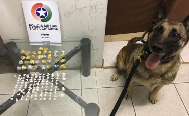 Cadela Flecha encontra 101 pedras de crack e 34 porções de maconha no Tereza Cristina