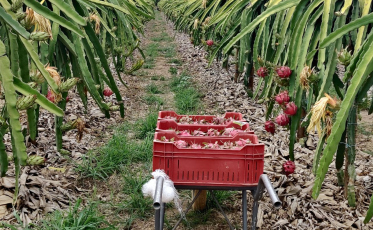 Pitaya, a fruta do momento, começa a ser colhida em janeiro no Sul catarinense