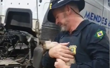 VÍDEO: PRF resgata gata que viajava escondida em baixo de caminhão na BR-101