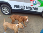 Pitbulls soltos matam 21 galinhas em casa de Laguna