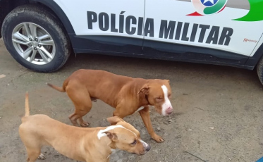 Pitbulls soltos matam 21 galinhas em casa de Laguna