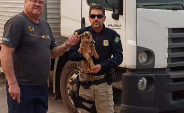 Vídeo: cabrito recém-nascido é resgatado na BR-101 em Tubarão