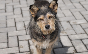 Mais de 3 mil animais são castrados em Criciúma em cinco meses