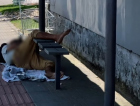 [Áudio] SC pode ter cadastro para moradores em situação de rua