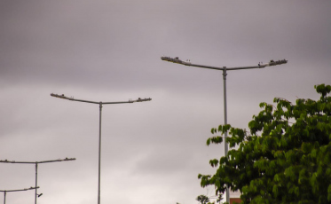 Criciúma adota tecnologia para mapear postes com defeito e agilizar reparos na iluminação pública