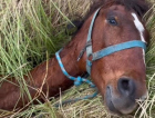 Cavalo é resgatado após cair em buraco em área de mata em Criciúma