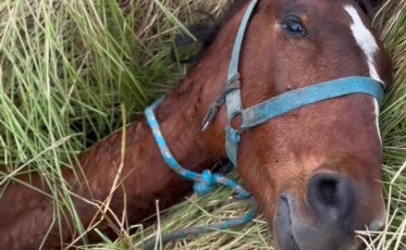 Cavalo é resgatado após cair em buraco em área de mata em Criciúma