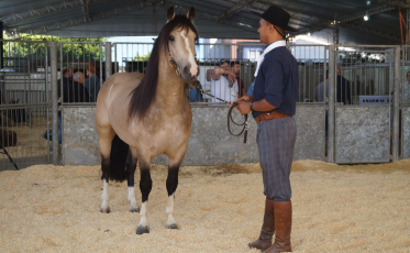 AgroPonte 2025 terá julgamento de raças, rodada de negócios e arena de equoterapia