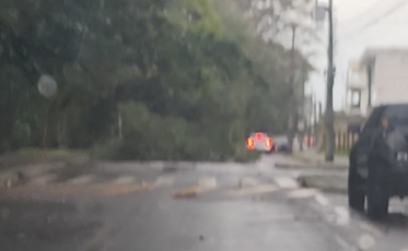 Árvore com mais de 20 metros cai devidos aos ventos fortes em Tubarão