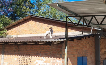 Cachorro é resgatado com empilhadeira em telhado de empresa em Nova Veneza