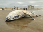 Baleia é encontrada sem vida no Balneário Rincão