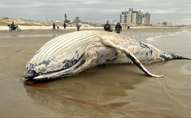 Baleia é encontrada sem vida no Balneário Rincão