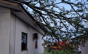 Araranguá: Ventos fortes derrubam árvore em residência 