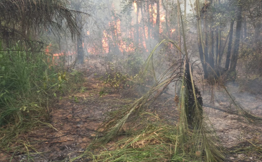 ((Vídeo)) Incêndio em mata no acesso Sul do Rincão é controlado