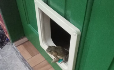 ((ÁUDIO)) Um sapo de estimação que divide casa e rações com gatos 