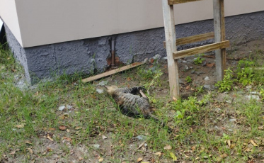 [Vídeo] Colecionador de armas mata gato a tiros