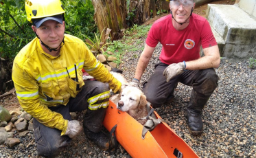 Cão idoso desaparecido em trilha mobiliza bombeiros