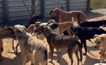 [Áudio] Canil do Balneário Rincão terá nova gestão e melhorias estruturais