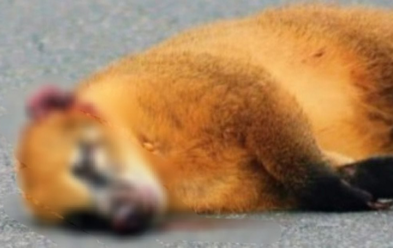 Animais morrem ‘aos montes’ em trecho urbano da SC-108