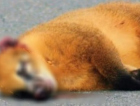 Fauna encurralada: animais morrem aos montes em trecho urbano da SC-108