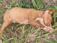 Foto: Christophe de Lima/Divulgação