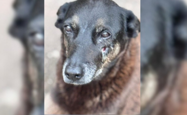 Caso Orelha gera 25 projetos e impulsiona a Lei Cão Orelha