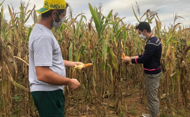Devido a estiagem, Içara perde 40% da safra de milho