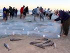 Pesca da tainha está sendo melhor do que no ano passado 