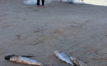 Pesca da tainha está sendo melhor do que no ano passado 