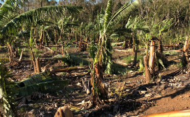 Prejuízos na bananicultura passam dos R$ 50 milhões