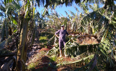 Prejuízos na bananicultura passam dos R$ 50 milhões