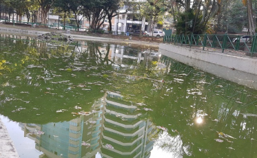 Frio pode ter sido a causa da morte de tartarugas