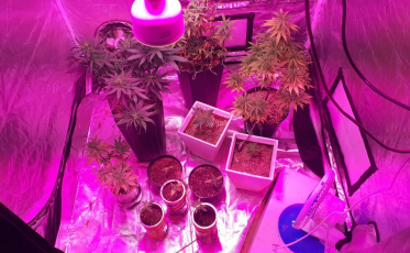 Homem é preso com 11 pés de maconha em estufa de produção