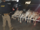 PRF apreende caçadores com 14 aves abatidas na BR 101