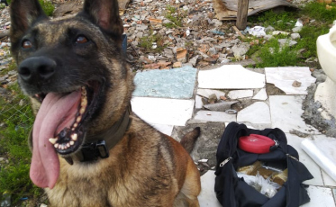 Cadela Flecha auxilia na prisão/apreensão de três suspeitos por tráfico de drogas