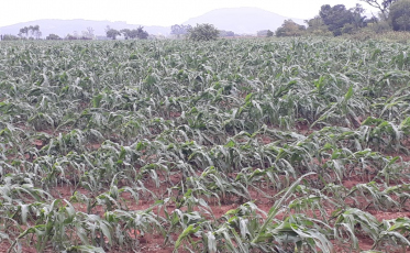 Chuva de granizo resultou em perda de até 90% para agricultores de Meleiro