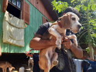 40 cachorros subnutridos e com indícios de maus tratos são recolhidos em residência no bairro Progresso 