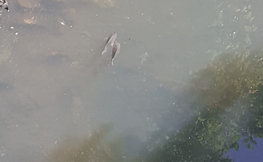 Peixes voltam a dar as caras no Rio Criciúma
