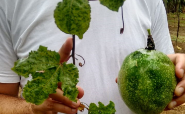 Portaria pode implementar vazio sanitário na produção de maracujá