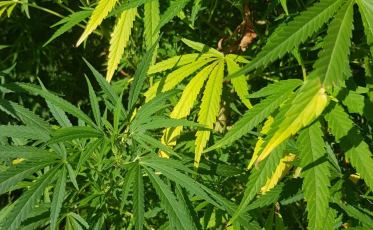 Pé de maconha é encontrado no bairro Vila Zuleima 