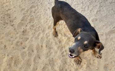 Cachorro resgatado após ser enterrado vivo vira mascote de ong no Rincão (VÍDEO)