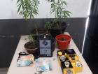 PM apreende cerca de 10 pés de maconha 