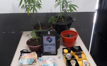 PM apreende cerca de 10 pés de maconha 