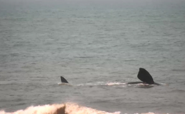 Baleia franca é avistada nas águas do Rincão 