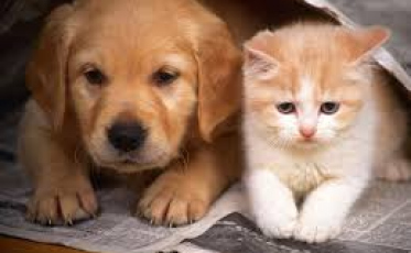 Segue o mutirão de castração da ONG Amigo Bicho